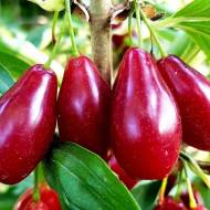 Саджанець кизил Володимирський в контейнері